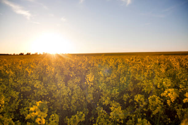 Rapeseed field at sunset stock photo