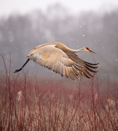 Stunning sandhill crane flying over the marsh in southern Michigan during a small snow storm. The red twig dogwood and the marsh grasses are beautiful