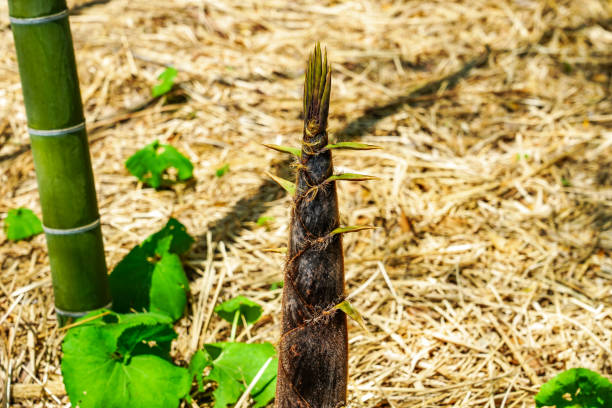 Seasonal bamboo shoots growing in a bamboo grove on a sunny day in April 2023 at \