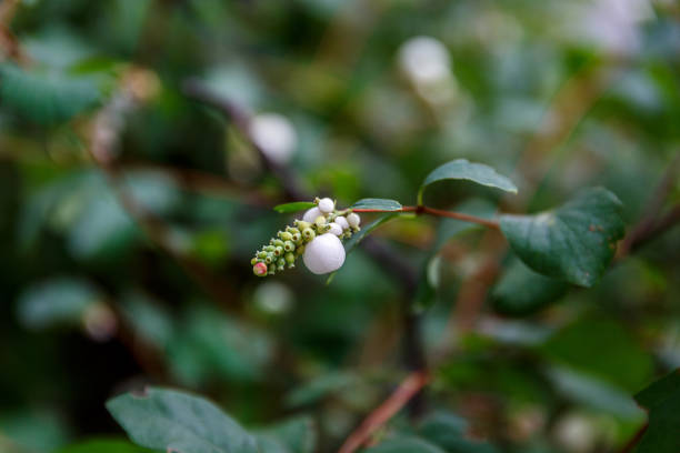 istock Common snowberry on a branch 1483018955