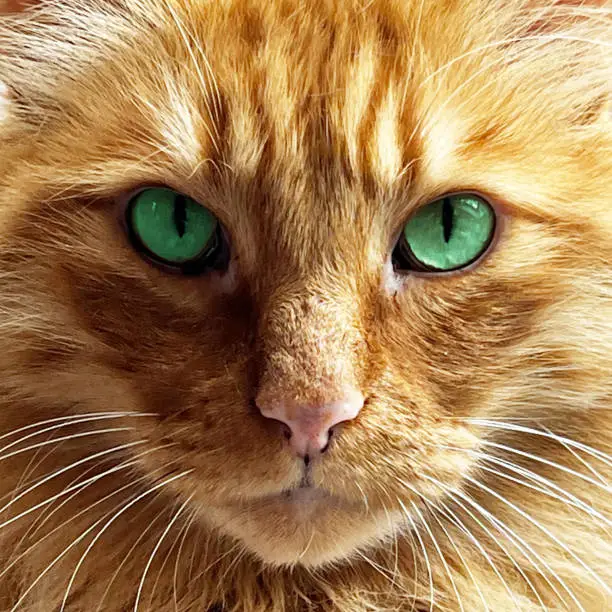 A close-up portrait of a ginger cat with green eyes staring intensely at the camera.