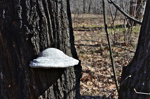 A tree with a white mushroom on it isolated on tree trunk, close-up