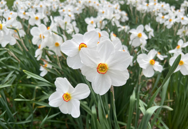 istock Paperwhite Narcissus Daffodils in Blooms 1483020132