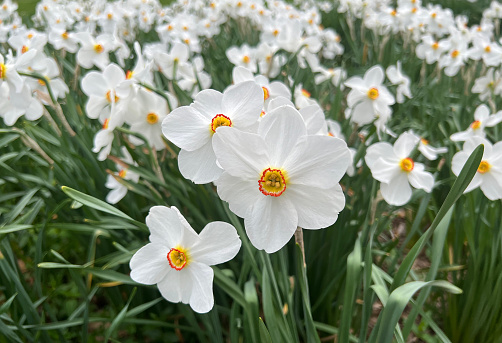 Paperwhite Narcissus in flower garden