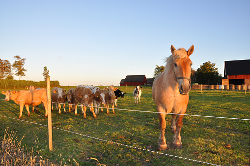 Horse with gazing calves in enclosed pasture.