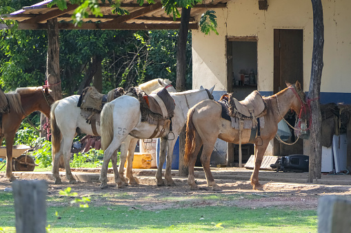 Pantanal horses saddled for horseback riding on a farm in afternoon light, Pantanal Wetlands, Mato Grosso, Brazil