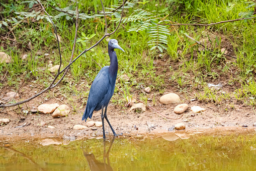 Little Blue Heron at the water edge with reflection, Pantanal Wetlands, Mato Grosso, Brazil