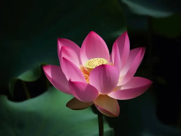 Photo of a photography of Pink Lotus flower