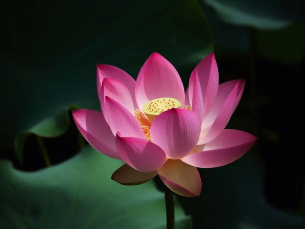 a photography of pink lotus flower - buddhist puja imagens e fotografias de stock