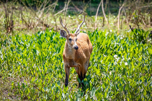 Beautiful Marsh deer standing in a green meadow, Pantanal Wetlands, Mato Grosso, Brazil
