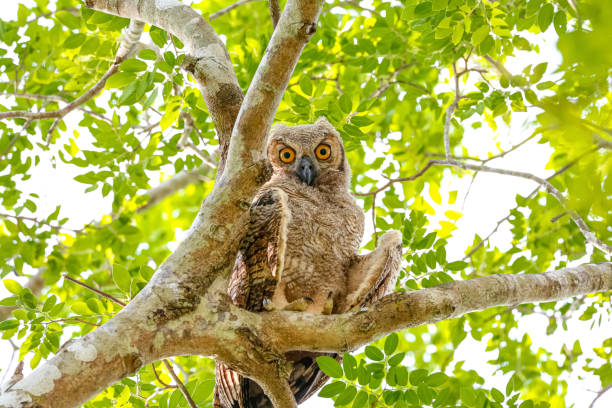 istock Low angle view of Great Horned Owl perched in a tree, facing camera, Pantanal Wetlands, Mato Grosso, Brazil 1483020493