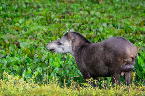 Close-up of a Tapir walking along a lagoon with water plants at dusk light, Pantanal Wetlands, Mato Grosso, Brazil Close-up of a Tapir walking along a lagoon with water plants at dusk light, Pantanal Wetlands, Mato Grosso, Brazil tapirus terrestris stock pictures, royalty-free photos & images