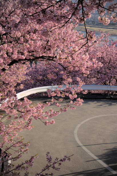cherry blossoms matsuda - spring vertical cherry blossom color image imagens e fotografias de stock