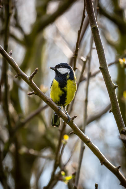 istock A parus major, commonly known as a great tit, perched on a tree branch in springtime 1483020560