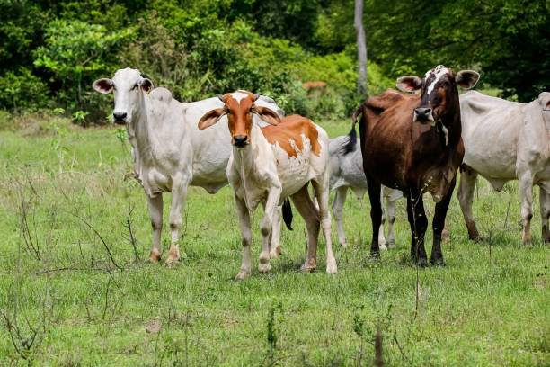 istock Typical Pantanal cattle standing in a green field, trees in background, facing camera, Pantanal Wetlands, Mato Grosso, Brazil 1483020642