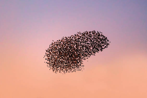 Starling birds murmuration in a clear sky during a calm sunset at the end of the day. Huge groups of starlings in the sky that move in shape-shifting clouds before landing in the trees for the night.