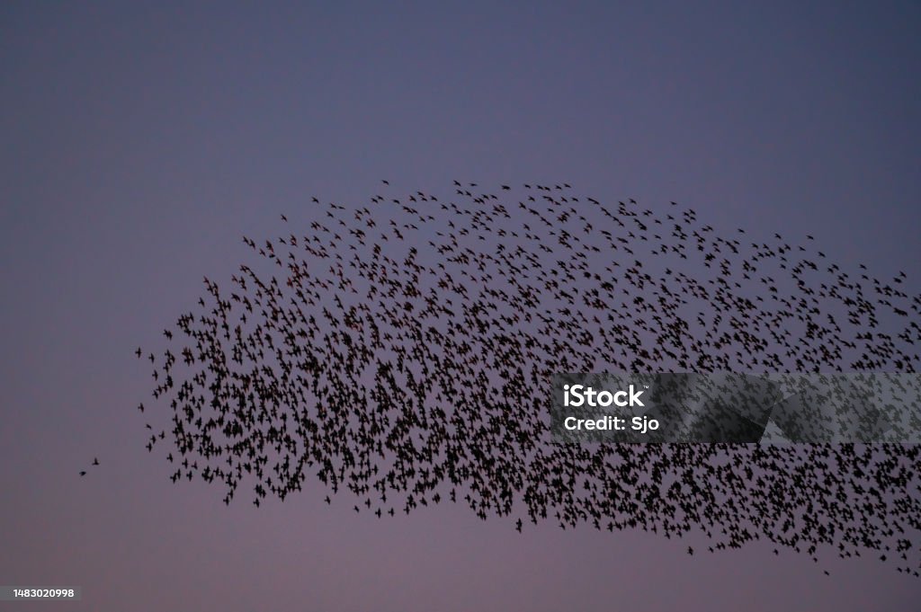 Birds Flying In Patterns Starling Murmuration With Flying Birds In The Sky During Sunset Stock ...