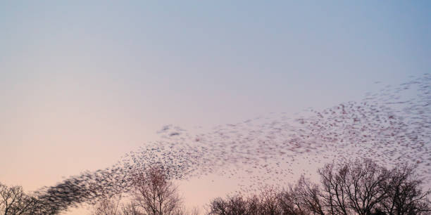 istock Starling murmuration with flying birds in the sky during sunset 1483021593