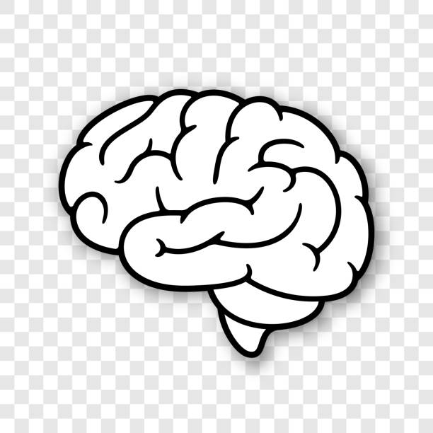 ilustraciones, imágenes clip art, dibujos animados e iconos de stock de icono del cerebro humano en fondo transparente - brain concentration mental illness intelligence