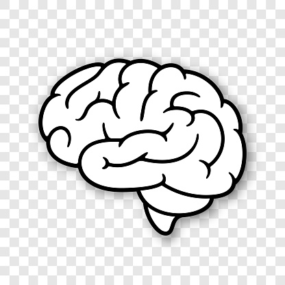 Vector human brain simplified illustration.  Carefully layered and grouped for easy editing.