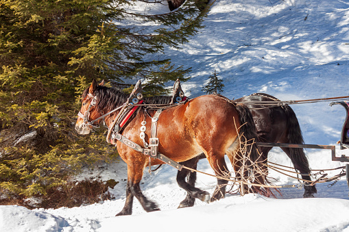 PASSO SAN PELLEGRINO, ITALY, FEBRUARY 2, 2023: tourists on a sleigh carriage pulled by two horses on Trentino Dolomites, Fuciade, Passo San Pellegrino.