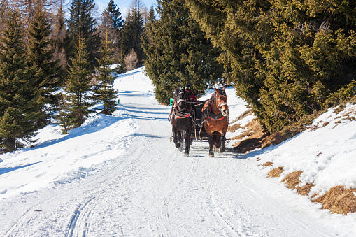 PASSO SAN PELLEGRINO, ITALY, FEBRUARY 2, 2023: tourists on a sleigh carriage pulled by two horses on Trentino Dolomites, Fuciade, Passo San Pellegrino.