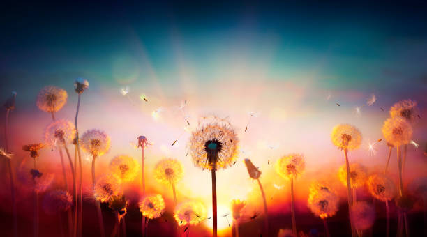 istock Dandelions At Sunset With Flying Seeds 1483022510