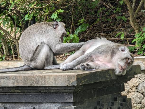 istock Two primates perched atop cement pedestals in a serene, wooded outdoor setting 1483024859