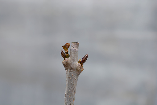 Aphrodite Sweetshrub branch with leaf buds - Latin name - Calycanthus x Aphrodite