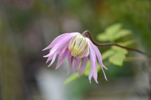 Alpine clematis Imke Alpine clematis Imke flower - Latin name - Clematis alpina Imke clematis alpina stock pictures, royalty-free photos & images