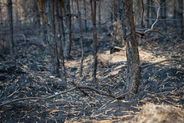 istock forest after the fire, young coniferous forest burned, remains of coniferous trees after a strong fire 1483028348