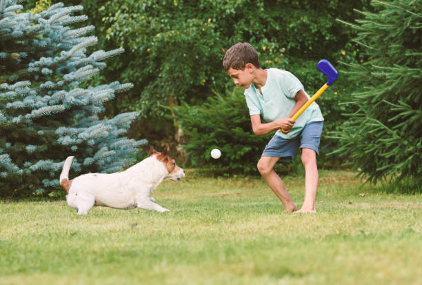small kid playing golf at backyard lawn and dog intercepting and catching ball - golf child sport humor imagens e fotografias de stock