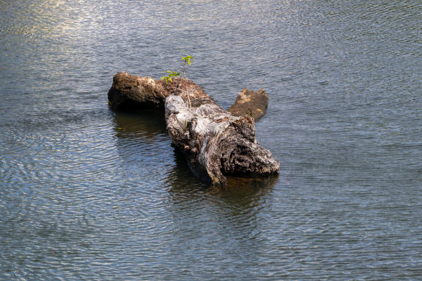 istock Mangroves growing on broken trees in Riviere la Chaux, Mahebourg, Mauritius 1483031783