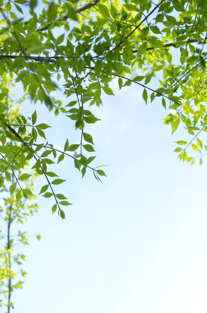 istock Green Leaves for the Background 1483031797
