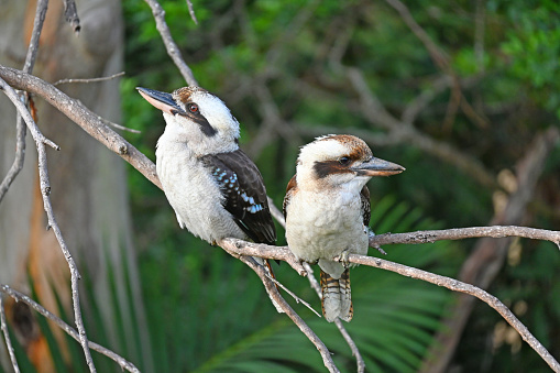 Two Australian laughing kookaburra's sitting on a branch