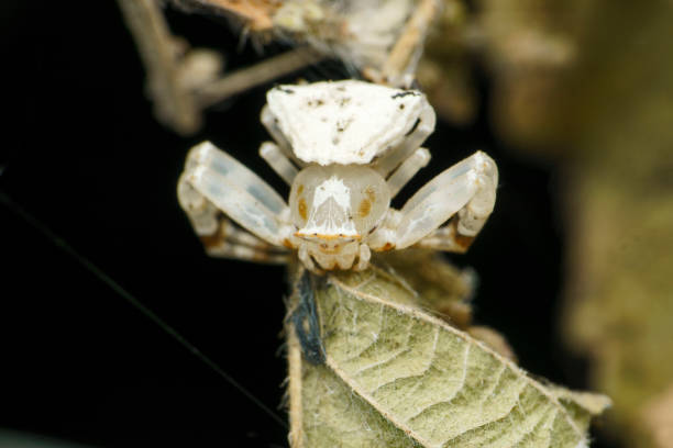 istock White crab spider, Thomisidae, Satara, Maharashtra, India 1483032624