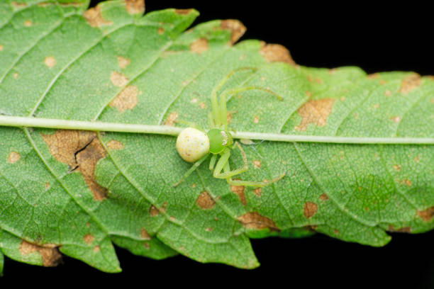 Green grass crab spider, Synema species, Satara, Maharashtra, India