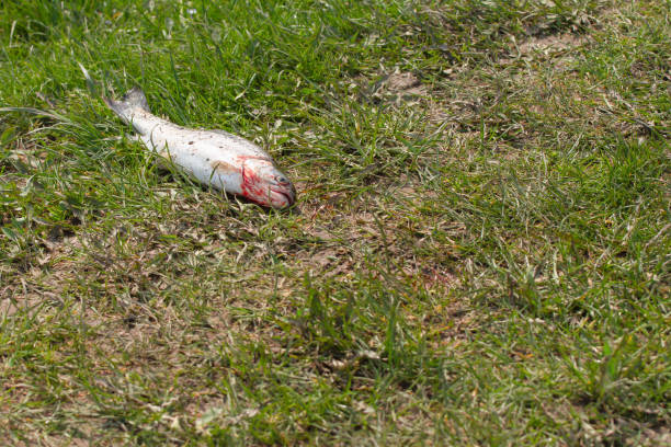 pêche, poisson pêché, truite couchée sur l’herbe. salut - hig up photos et images de collection