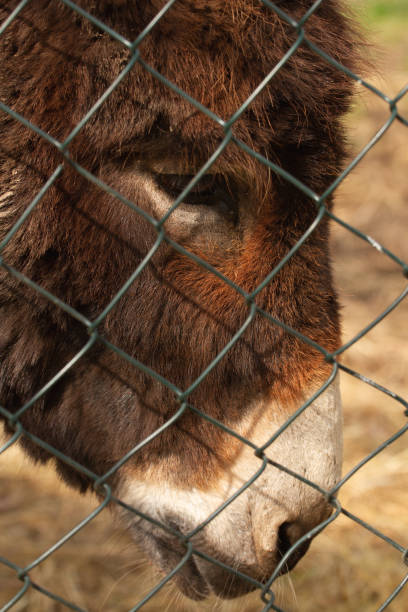 istock Portrait of a sad pony behind a net in a paddock. 1483034259