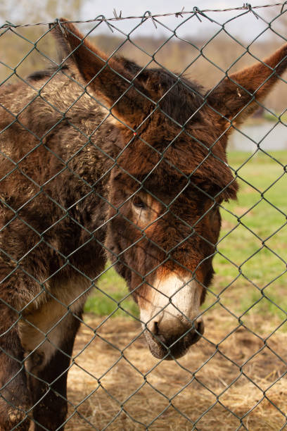 istock Portrait of a sad pony behind a net in a paddock 1483034279