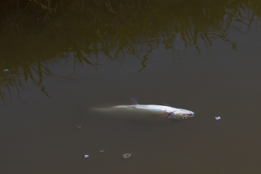 The fish swims belly up in polluted water. Ecology. High quality photo