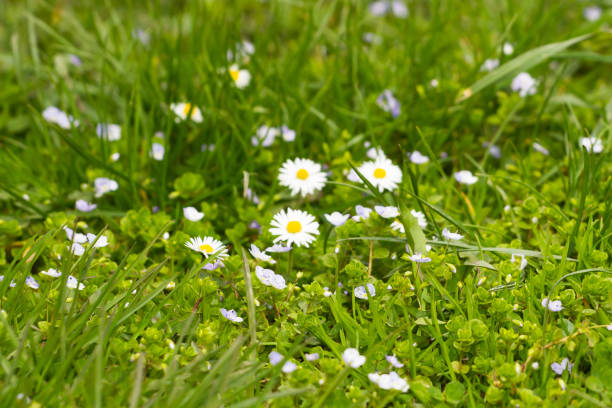 istock Green meadow with daisies in spring in the sun. 1483034615
