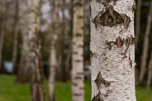 istock Birch trunk close-up in the forest at sunset. 1483034646