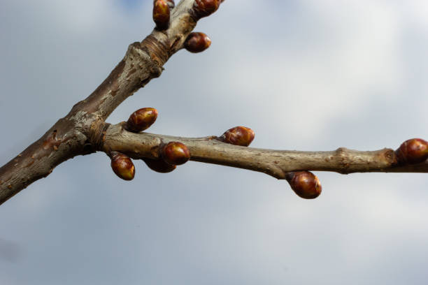 istock budding buds on a tree branch in early spring macro. Early spring, a twig on a blurred background. The first spring greens 1483035262