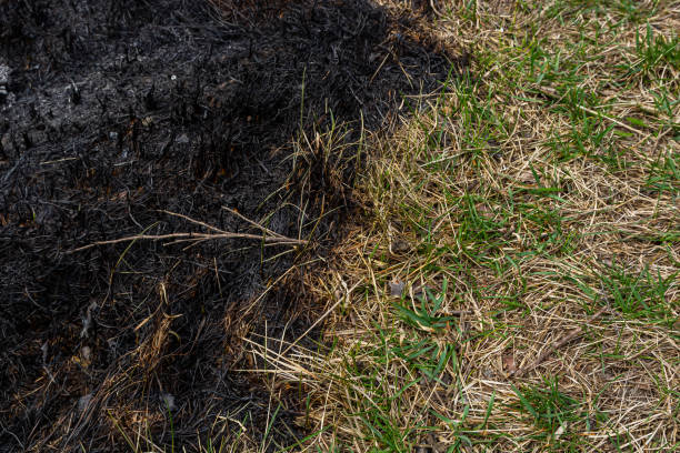 istock Burnt forest floor undergrowth with grass and ash, forest fire. Burning grass in the spring is a serious environmental problem 1483035457