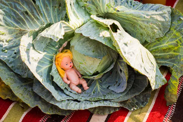 Adults often tell children that they are found in cabbage, in order to somehow explain where children come from