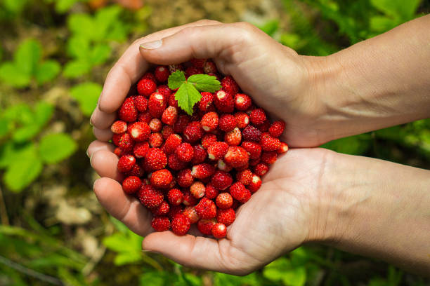 istock Many strawberries in female hands 1483036884