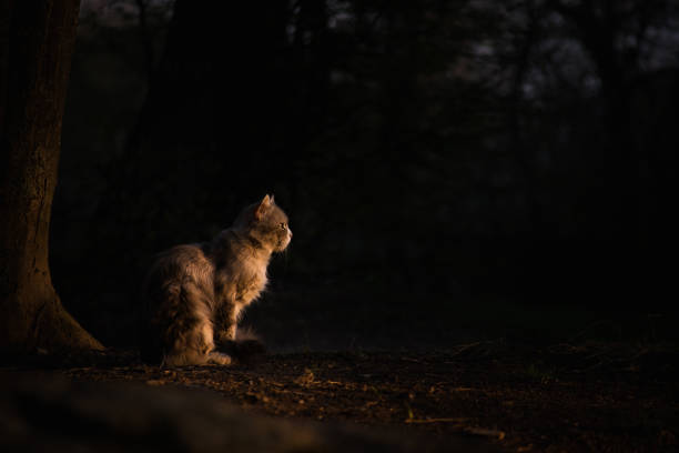 Cats are beautiful animals and a real pleasure to watch them