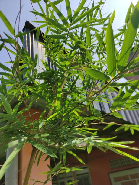 istock Low angel view of bamboo plant 1483037024
