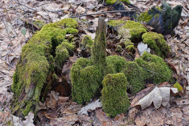 one old rotten stump in green moss among dry fallen leaves in nature